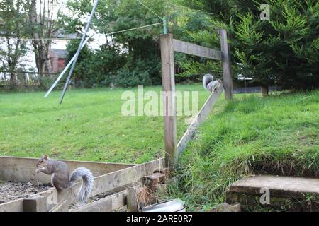 Grey Squirrels (Sciurus carolinensis ) pair on the fence. Stock Photo