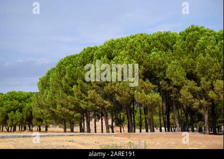 Grove of pine nut trees in Turkey Stock Photo