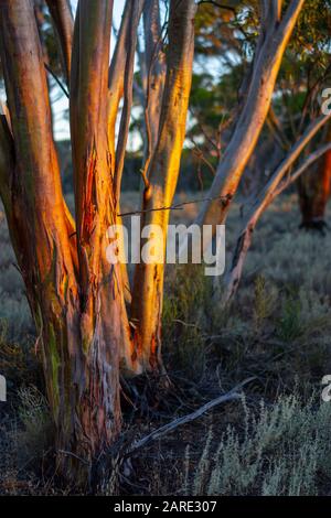 Salmon Gum (Eucalyptus salmonophloia) shedding bark, Westonia, West Australia Stock Photo