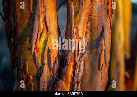 Salmon Gum (Eucalyptus salmonophloia) shedding bark, Westonia, West Australia Stock Photo