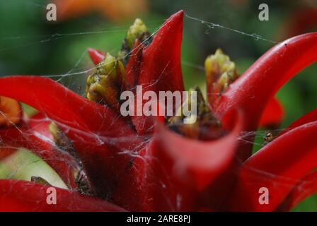 Selective focus shot of spider web around a red flower Stock Photo