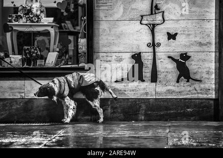 Grayscale shot of a dog with a leash standing near the wall on a rainy day Stock Photo