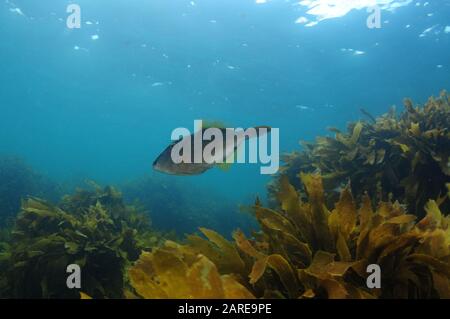 New Zealand triggerfish called leatherjacket Parika scaber swimming above fields of brown seaweed Ecklonia radiata. Stock Photo