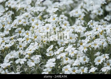 White Cerastium garden under the sunlight with a blurry background Stock Photo