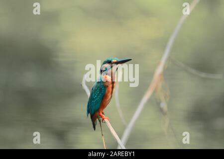 a common kingfisher (alcedo atthis) sitting on a branch at chintamoni kar bird sanctuary in kolkata, west bengal, india