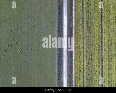 Yellow field aerial view of canola crops, sheep and dirt road above in an agricultural farming landscape, Victoria, Australia.
