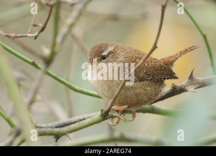 A beautiful Wren, Troglodytes troglodytes, perching in a thorn bush. It is searching around for insects to eat.