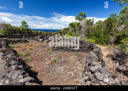 Walls built of volcanic rock on the slopes of Mount Pico surround young wine grape plants on Pico island in the Azores, Portugal. Stock Photo