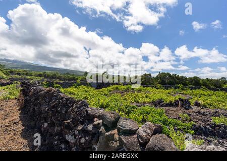 Volcanic vineyard walls with the slope of mount Pico in the distance on Pico island in the Azores, Portugal. Stock Photo