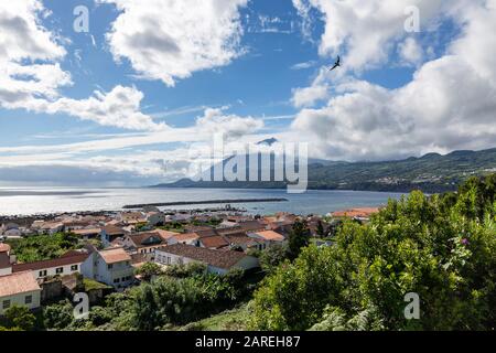 A bird flies above Lajes do Pico on Pico island in the Azores, Portugal. Stock Photo