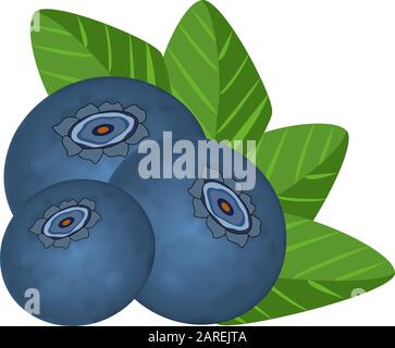 Realistic raw blueberries with leaves isolated on white background. Sweet fruit. Forest berry. Ripe blueberries fruits icon. Vector illustration Stock Vector