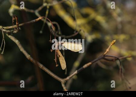 dry maple seeds hanging on a branch Stock Photo