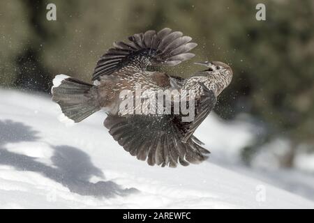 Fighting on snow, struggle between Eurasian nutcracker (Nucifraga caryocatactes) Stock Photo