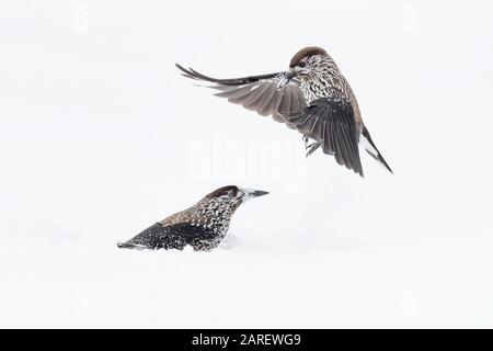 Fighting on snow, struggle between Eurasian nutcracker (Nucifraga caryocatactes) Stock Photo