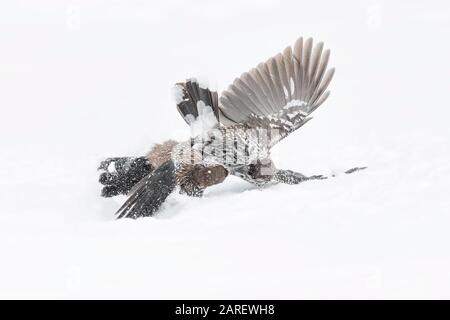 Fighting on snow, struggle between Eurasian nutcracker (Nucifraga caryocatactes) Stock Photo