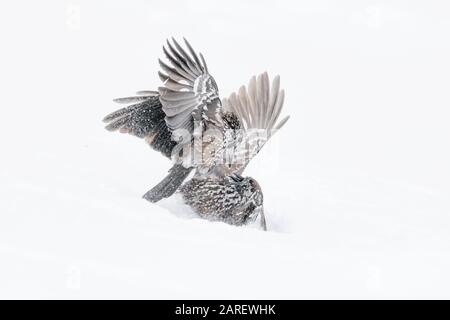 Fighting on snow, struggle between Eurasian nutcracker (Nucifraga caryocatactes) Stock Photo