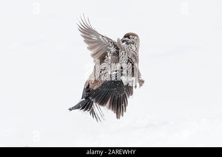 Fighting on snow, struggle between Eurasian nutcracker (Nucifraga caryocatactes) Stock Photo