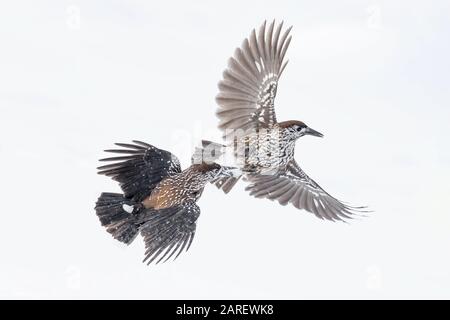 Fighting on snow, struggle between Eurasian nutcracker (Nucifraga caryocatactes) Stock Photo