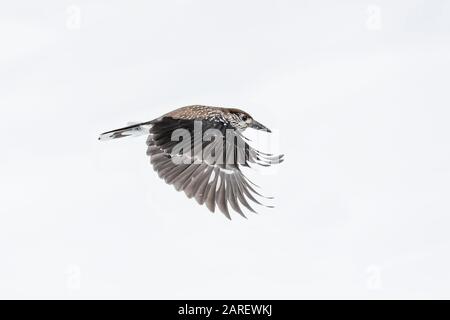 Nutcracker in flight on snow (Nucifraga caryocatactes) Stock Photo