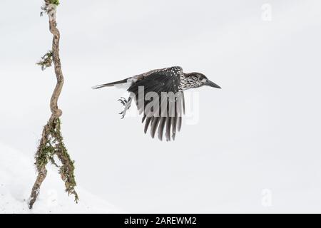 Nutcracker in flight on snow (Nucifraga caryocatactes) Stock Photo