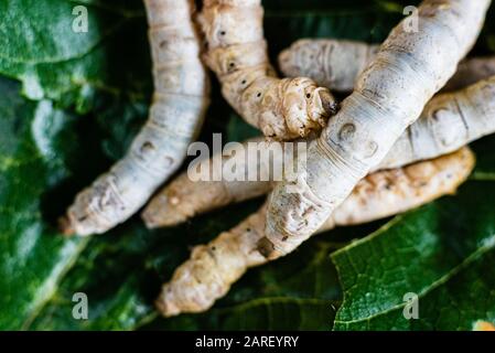 Group of silk worms, Bombyx mori, seen from above eating mulberry leaves. Stock Photo