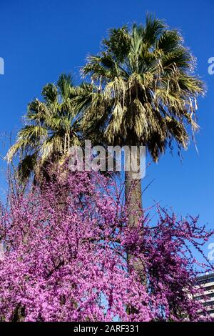 Spain Palm tree and flowering Judas tree in Valencia Stock Photo