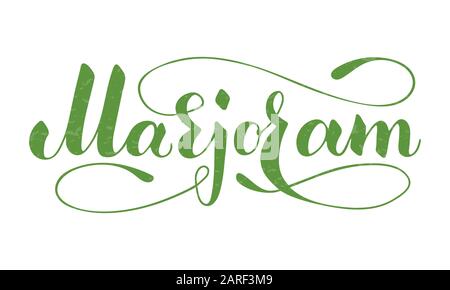 Vector hand written marjoram text isolated on white background. Kitchen healthy herbs and spices for cooking. Script brushpen lettering with flourishe Stock Vector