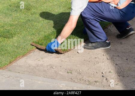Professional gardener worker laying fresh artificially grown rolled lawn. Detail process of installation grass roll carpet at city park or backyard on Stock Photo