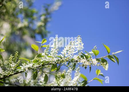 White flowers of bird cherry on a branch close up, blue sky Stock Photo