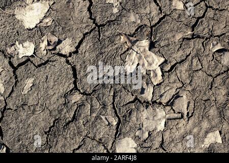 The dried cracked dirt and yellow leaves Stock Photo