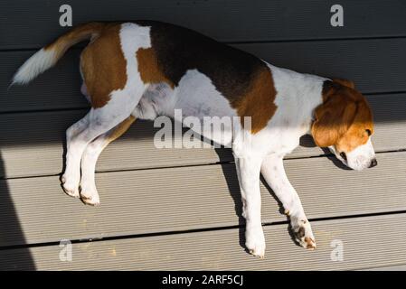 Beagle dog tired lying down on wooden deck floor, view from above. Canine background Stock Photo