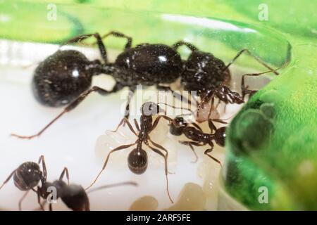 Ant Queen messor structor with Larvae and Ants Stock Photo