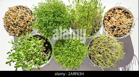Microgreens and sprouts in white bowls from above. Shoots of mung beans, garden cress, millet, popcorn, sweet peas, arugula and green lentils. Stock Photo