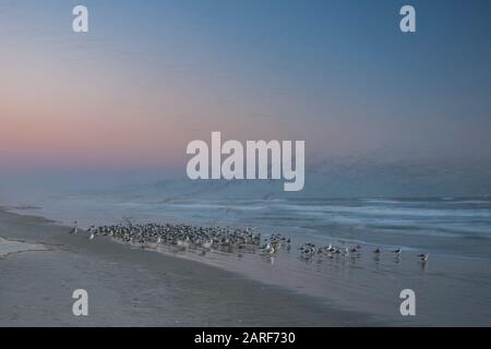 A long-exposure image showing blurred-motion of seagulls flying and feeding on the beach at Daytona Beach, Florida during a sunrise. Stock Photo