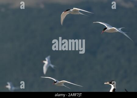 Huge antarctic tern colonies on the islands of the Beagle Channel near Ushuaia, Tierra del Fuego, Argentina. Stock Photo