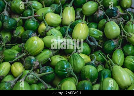 Solanum gilo, Scarlet Eggplant, Gilo, Jilo