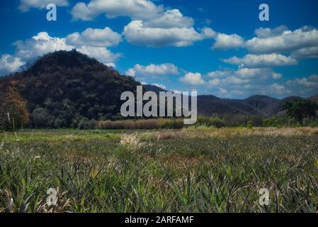 This unique photo shows a beautiful wooded hill and pineapple fields in the foreground. You can also see the slightly cloudy sky very well Stock Photo