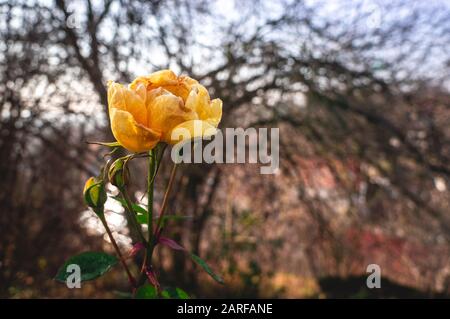 Dark yellow rose shot in macro style with deep colors on dark background Stock Photo