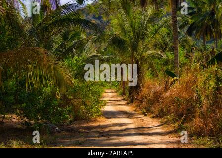 This unique photo shows a small dirt road that leads into the middle of Thailand's tropical rainforest. on the side of the road you can see the palm Stock Photo