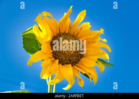 This unique photo shows a beautiful bright yellow bloomed sunflower against a beautiful blue sky. The picture was taken in Hua Hin Thailand Stock Photo