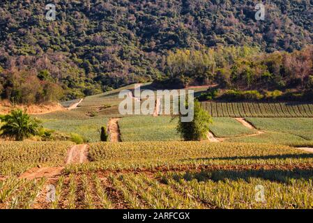 This unique photo shows a pineapple plantation in the outback of Hua Hin in Thailand. You can see the dirt roads and mountains in the background Stock Photo