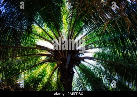 This unique photo shows a palm tree from bottom to top. Photographed with its trunk and leaves that cover almost the entire blue sky! Stock Photo
