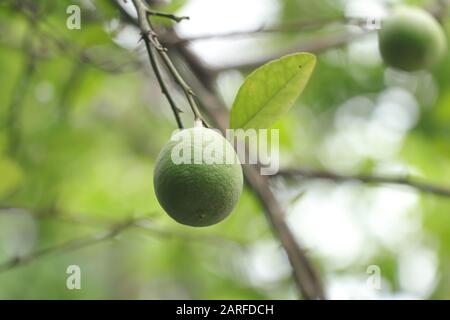 Fresh Lemon fruit in the garden of Bangladesh Stock Photo