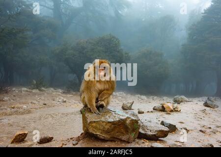 Barbary Macaque Monkeys sitting on ground in the great Atlas forests of Morocco, Africa Stock Photo