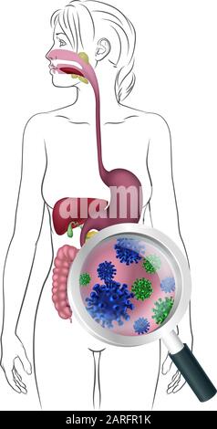 Human Digestive System Woman Anatomy Diagram Stock Vector