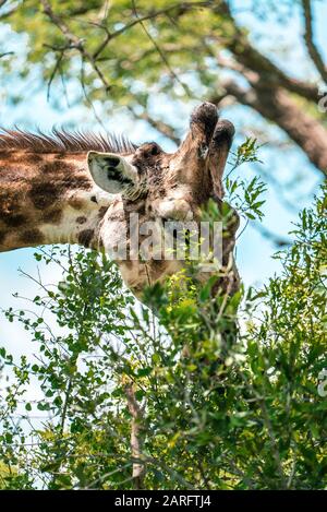 Eating giraffe close up in Kruger National Park Stock Photo