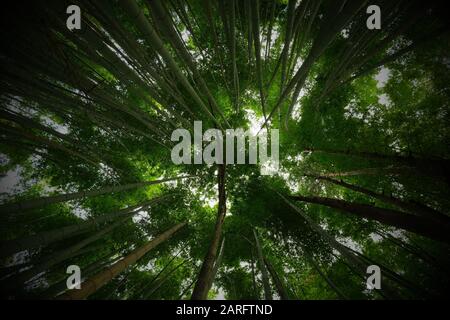 Looking up in a bamboo forest Stock Photo