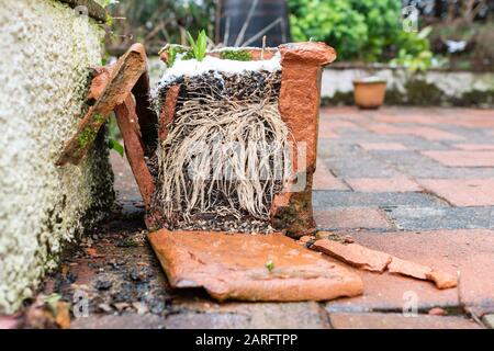 frost damage to terracotta garden plant pot Stock Photo