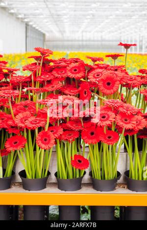 Harvesting and collecting of blooming gerbera flowers for export in a Dutch greenhouse Stock Photo