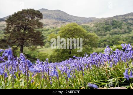 Low angle close focus view of Bluebells growing on an open hillside in Snowdonia National Park in spring. Nantgwynant, Gwynedd, Wales, UK, Britain Stock Photo